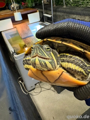 Wasserschildkröten abzugeben 
