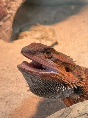 2 Weibliche Bartagamen 