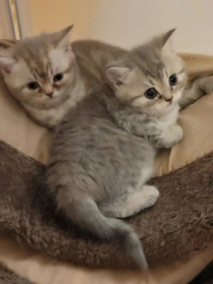 Bkh sucht einen liebevollen Familien