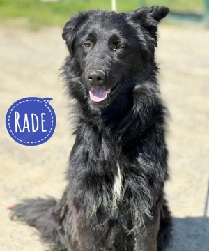 Rade, wunderschöner Traumhund, Retriever Border Collie Mix