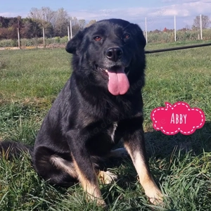 Abby, liebe Mischlingshündin