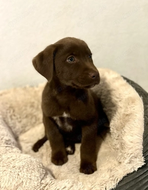 Leopard Labrador Aussiedor Rüde 