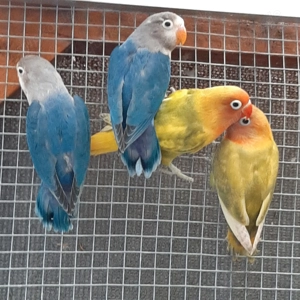 Biete junge Agaporniden von 3 Monaten an