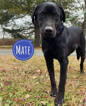 Mate, freundlicher und lieber Labrador Mischling