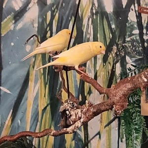 Biete ein schönes Pärchen Kanarienvögel von diesem Jahr an