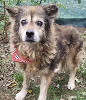 AMON, hungrig nach Leckerlies und Streicheleinheiten