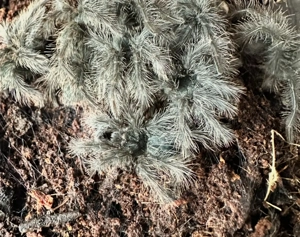 Theraphosa Blondi 