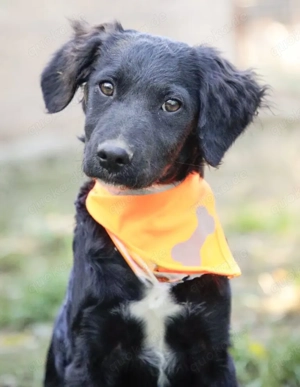 ULLA, ein hochintelligentes, gelehriges, verspieltes Hundemädchen