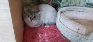 Kater sucht ein ruhiges Zuhause