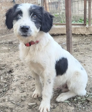 CORNO, ein total freundliches, verschmustes, eher ruhiges Kerlchen