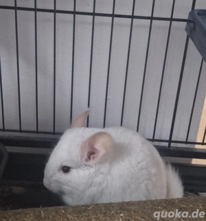 Chinchilla Weibchen zu abgeben 