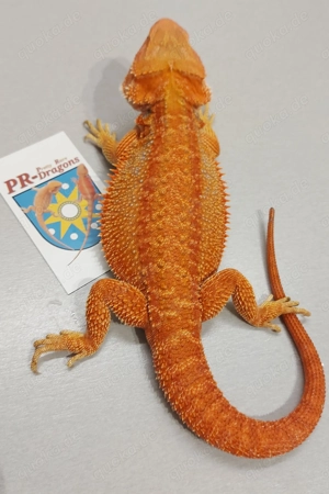 Bartagamen Weibchen (pogona vitticeps) 