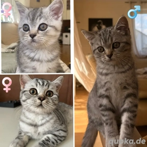 BKH Kitten ab sofort abzugeben!