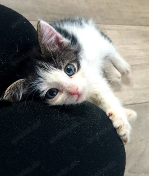 Hauskatzen suchen neues Zuhause  Bild 9