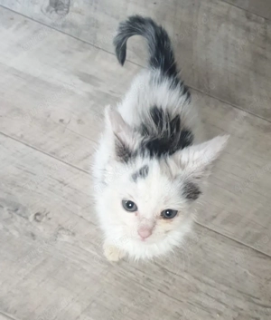 Hauskatzen suchen neues Zuhause  Bild 8