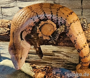 SUCHE Blauzungenskink Weibchen!!!