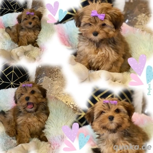 Mini Yorkshire Welpen Mix
