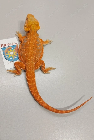 Bartagamen Weibchen (pogona vitticeps)
