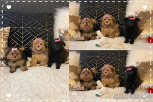 Mini Yorkshire Welpen Mix