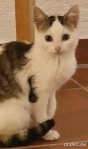 12 wochen alte Rassemix Katzen babys anrufen !!!! Bild 2