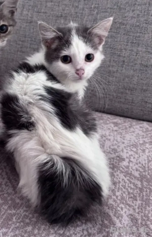 12 wochen alte Rassemix Katzen babys anrufen !!!!