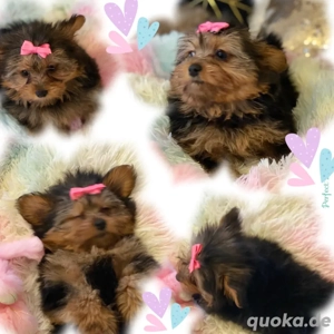 Mini Yorkshire Welpen Mix