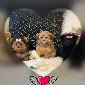 Mini Yorkshire Welpen Mix