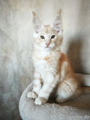 Maine Coon Kätzchen mit Stammbaum