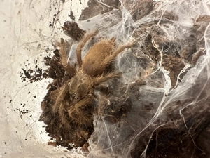 ornithoctoninae sp highland