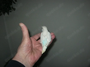 Junge zahme Wellensittiche