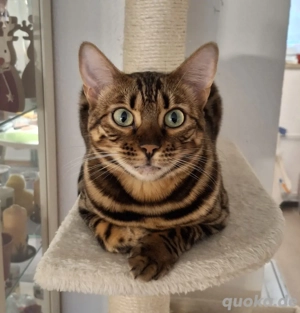    Wunderschöne Bengal-Katze Mia sucht liebevolles Zuhause als Einzelprinzessin   