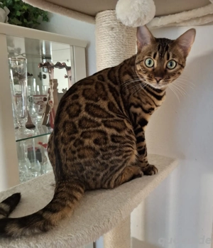    Wunderschöne Bengal-Katze Mia sucht liebevolles Zuhause als Einzelprinzessin    Bild 2