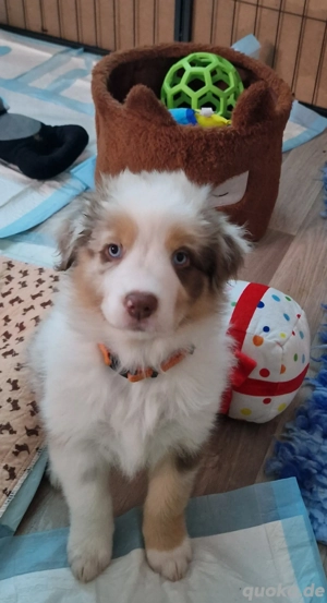 Australian Shepherd (Wunderhübsche Babys in Red)