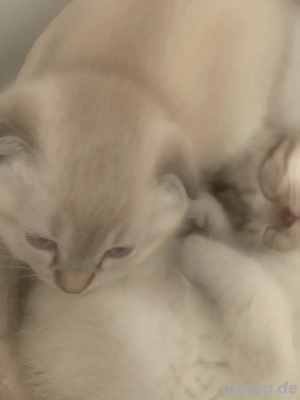 Zuckersüße Bkh   Ragdoll Kitten