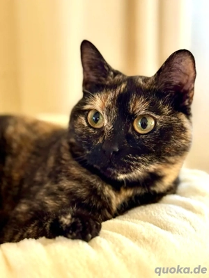 BKH Glückskatze sucht Deckkater  