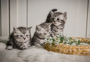 Noch 2 BKH-Kitten im Whiskas-Look (Black-Silver-Tabby-Classic) abzugeben