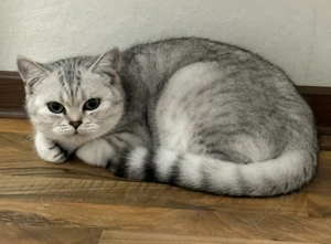 Wunderschönes reinrassiges BKH Weibchen ! 