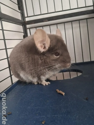 Chinchilla Männchen zu abgeben