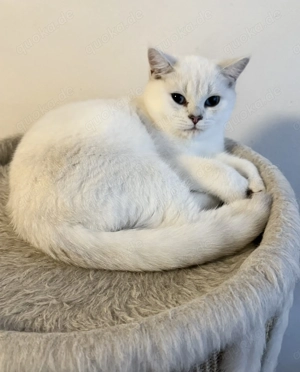 Nur noch ein reinrassiger BKH Kater mit blauen Augen!