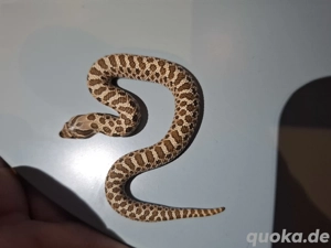 1.1 Heterodon nasicus abzugeben 