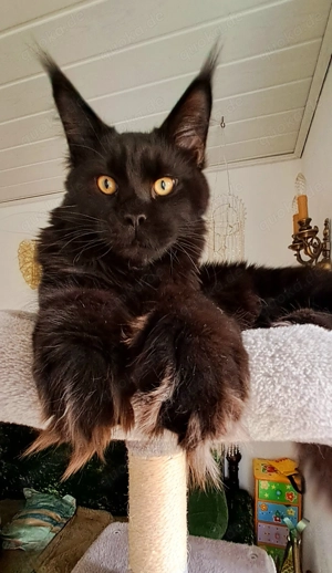 Maine Coon Kater 
