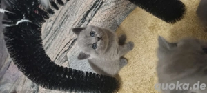 Britisch kurzhaar kitten