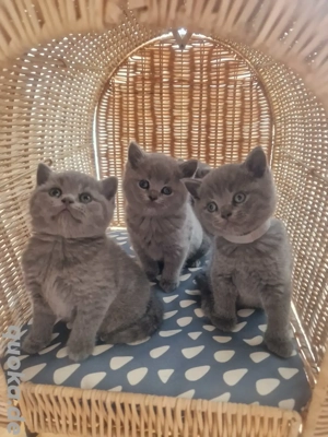  Süße  BKH Kätzchen 