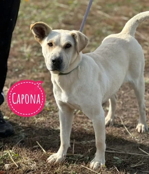 Capona, wundervolle Mischlingshündin, Podenco Labrador