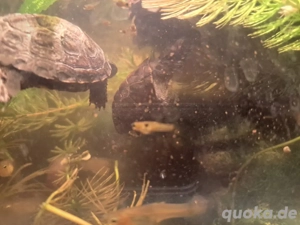 Europäische Sumpfschildkröten