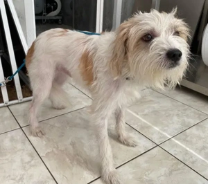 Eko, geb. ca 11 2021, lebt auf einer Pflegestelle in 53940 Hellenthal Bild 3