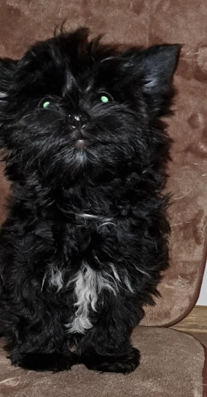 Yorkshire Terrier Welpen 