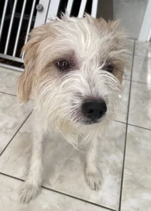 Eko, geb. ca 11 2021, lebt auf einer Pflegestelle in 53940 Hellenthal Bild 4