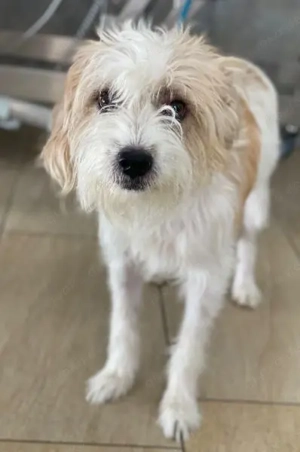 Eko, geb. ca 11 2021, lebt auf einer Pflegestelle in 53940 Hellenthal Bild 8