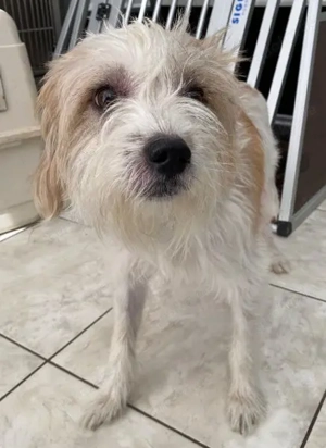 Eko, geb. ca 11 2021, lebt auf einer Pflegestelle in 53940 Hellenthal Bild 6